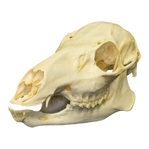Replica Chinese Water Deer Skull - Female