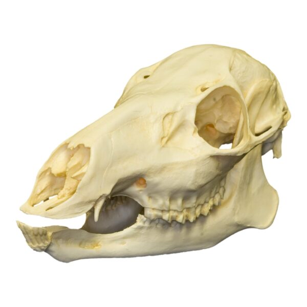 Replica Chinese Water Deer Skull – Female