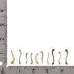 Real Research Quality Human Fetal Clavicle – Single