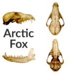 Arctic Fox Skull Replica – 1:24 Scale