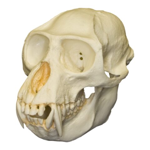 Replica Colobus Monkey Skull