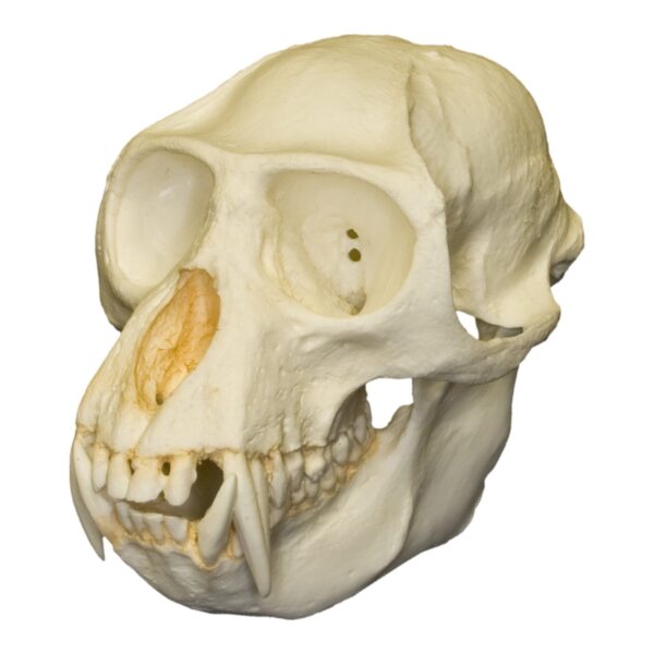 Replica Colobus Monkey Skull