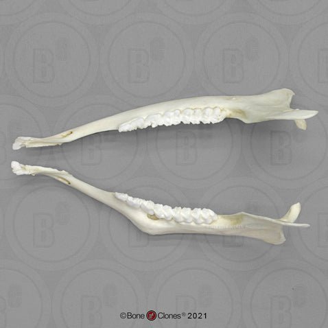 Deer Jaws-Pair-Comparative Pathology