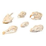 Skull Comparison Kit – Real or Replica