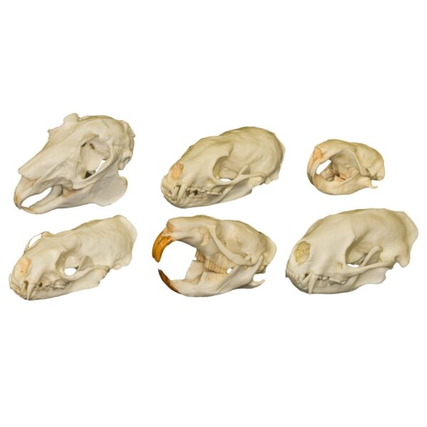 Comparative Skull Set – North American Mammals