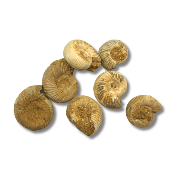 Fossil Ammonite – Small