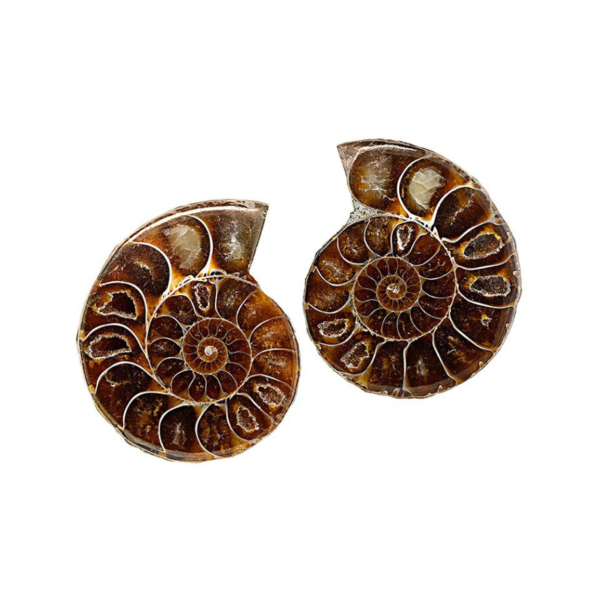 Fossil Ammonite Split Pair – Medium