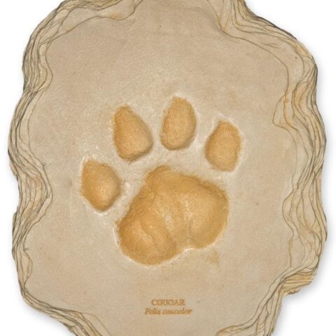 Replica Mountain Lion Footprint