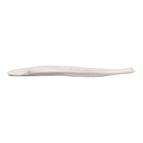 Real Coyote Baculum