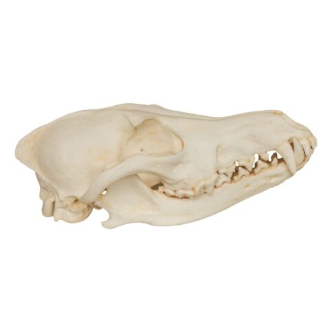 Replica Coyote Skull