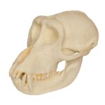 Replica Crab-eating Monkey Skull