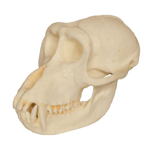 Replica Crab-eating Monkey Skull