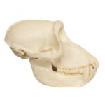 Replica Crab-eating Monkey Skull