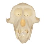 Replica Crab-eating Monkey Skull