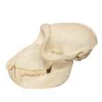 Replica Crab-eating Monkey Skull