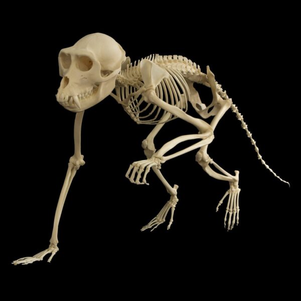 Real Crab-eating Macaque Skeleton – Articulated
