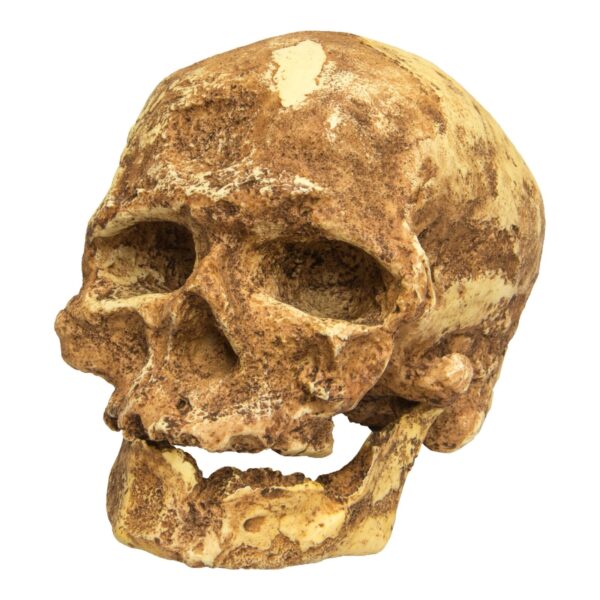 Replica Cro-Magnon 1 Skull