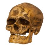 Replica Cro-Magnon1 Skull