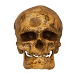 Replica Cro-Magnon1 Skull