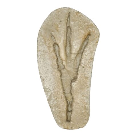 Replica American Crow Negative Footprint