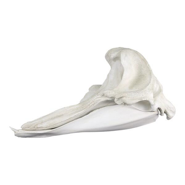 Replica Cuvier’s Beaked Whale Skull
