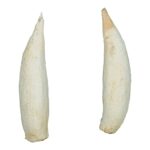 Replica Cuvier’s Beaked Whale Tooth (Pair)