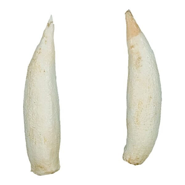 Replica Cuvier’s Beaked Whale Tooth (Pair)