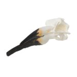 Replica Black Skimmer Skull