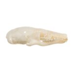 Real Coast Mole Skull