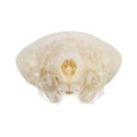 Real Coast Mole Skull