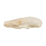Real Coast Mole Skull