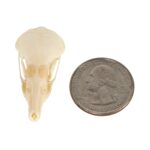 Real Townsend’s Mole Skull