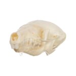 Real Townsend’s Mole Skull