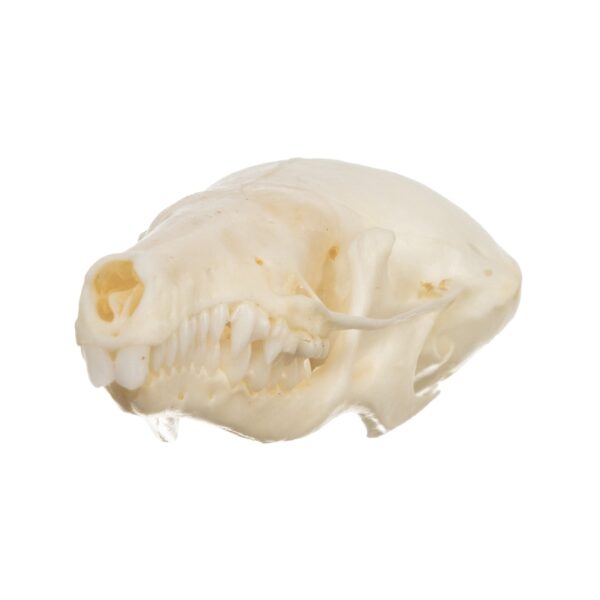 Real Townsend’s Mole Skull