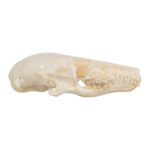 Real Townsend’s Mole Skull