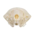 Real Townsend’s Mole Skull