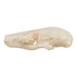 Real Townsend’s Mole Skull