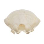 Real Townsend’s Mole Skull