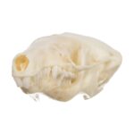 Real Townsend’s Mole Skull