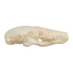 Real Townsend’s Mole Skull