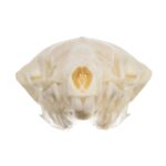 Real Townsend’s Mole Skull