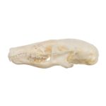 Real Townsend’s Mole Skull