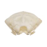 Real Townsend’s Mole Skull
