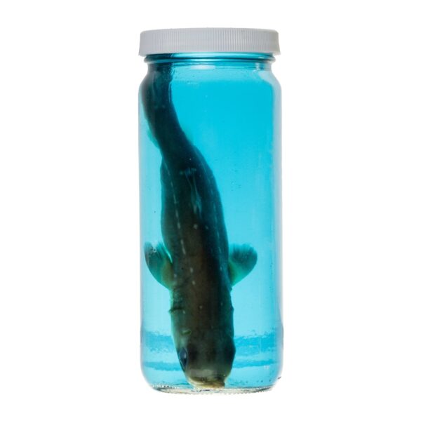 Real Wet Specimen in Alcohol – Spiny Dogfish Shark