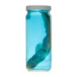 Real Wet Specimen in Alcohol – Spiny Dogfish Shark