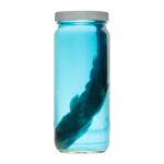 Real Wet Specimen in Alcohol – Spiny Dogfish Shark