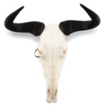Real Blue Wildebeest Skull