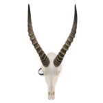 Real Blesbok Skull – Male – 38 oz