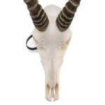 Real Blesbok Skull – Male – 38 oz