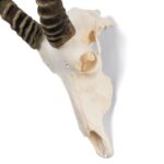 Real Blesbok Skull – Male – 38 oz